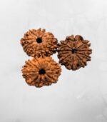 10 Mukhi Nepali Rudraksh - Image 2