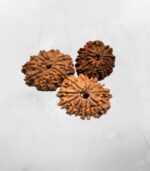 11 Mukhi Nepali Rudraksh - Image 2