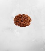11 Mukhi Nepali Rudraksh