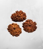 12 Mukhi Nepali Rudraksh - Image 2