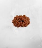12 Mukhi Nepali Rudraksh