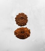 13 Mukhi Nepali Rudraksh - Image 2