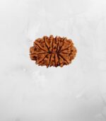 13 Mukhi Nepali Rudraksh