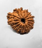 14 Mukhi Nepali Rudraksh