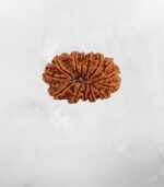 14 Mukhi Nepali Rudraksh - Image 2