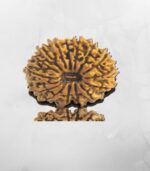 15 Mukhi Nepali Rudraksh