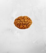 2 Mukhi Nepali Rudraksh