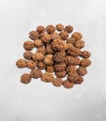 5 Mukhi Nepali Rudraksh - Image 2