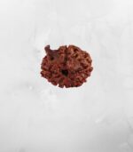 Ganesh Mukhi Nepali Rudraksh