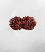 Gauri Shankar Nepali Rudraksha